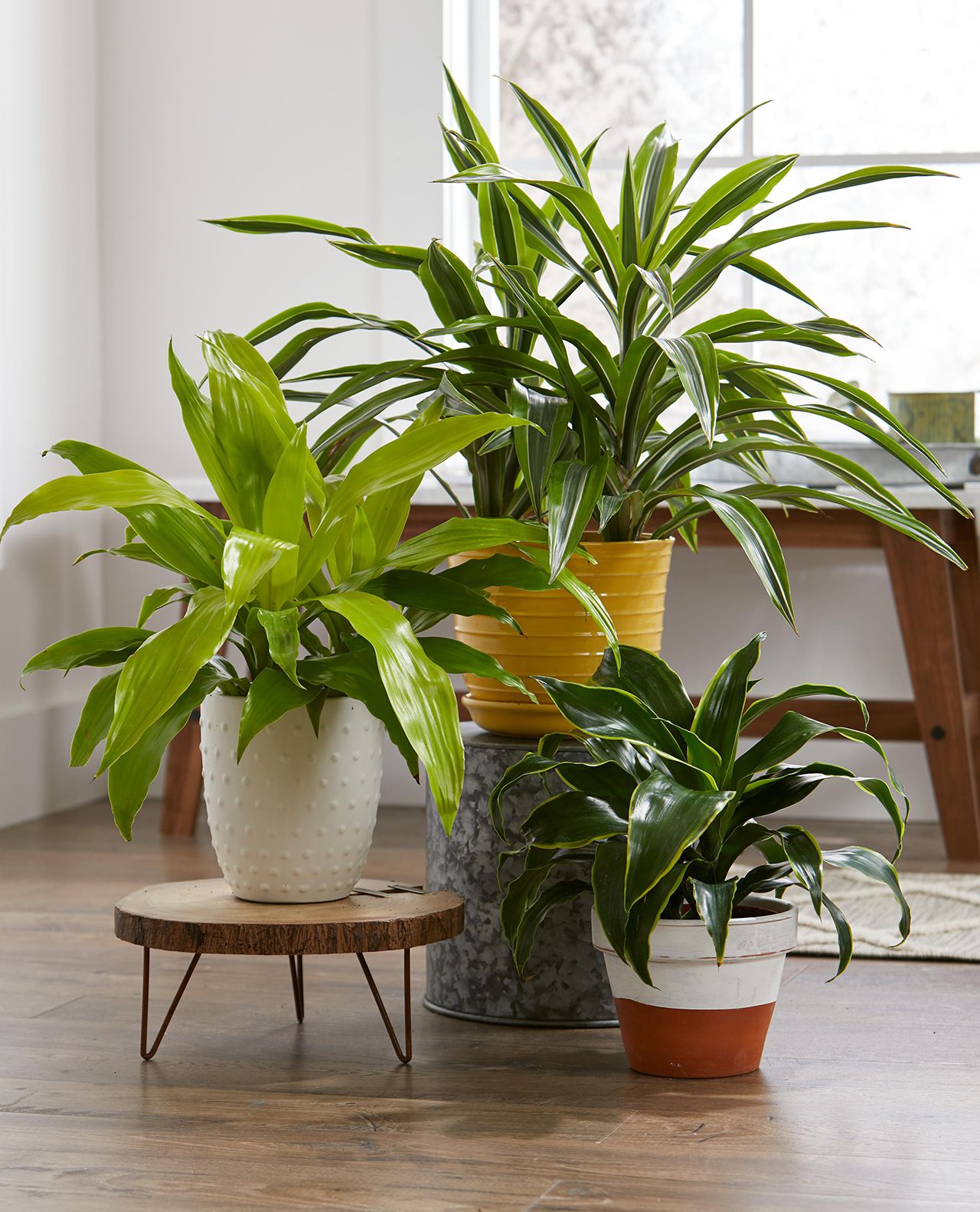 Indoor Plants