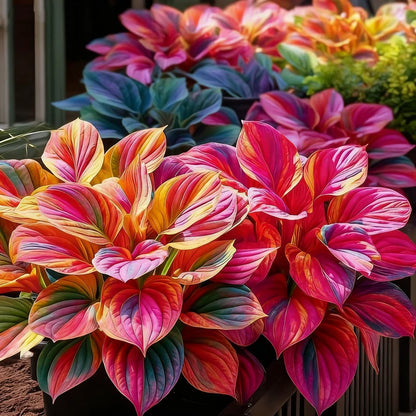 Multicolor Hosta Seeds + 100 Grams Organic Potmix Free