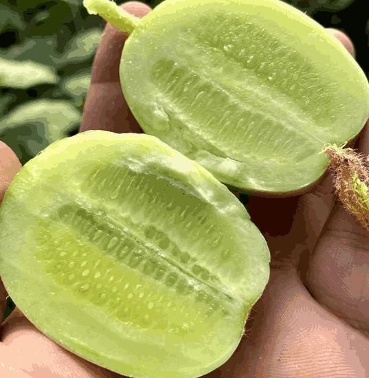 Golden Lady Cucumber Seeds
