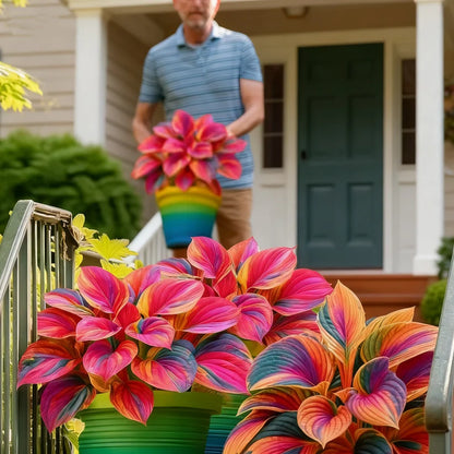 Multicolor Hosta Seeds + 100 Grams Organic Potmix Free