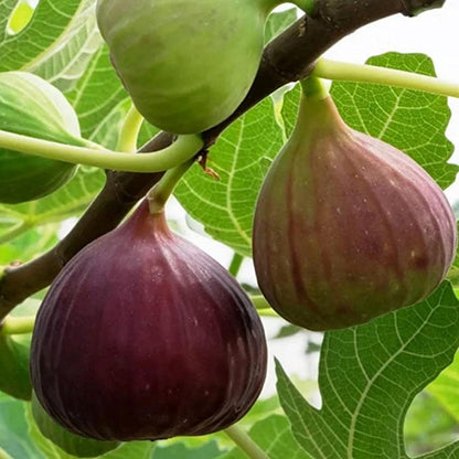Fig Tree Seeds